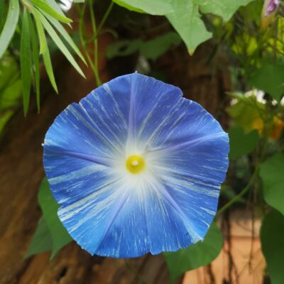 Pleine Lune de la Balance 2025 – THOT