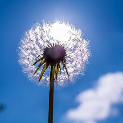 Pleine Lune de Wésak 2025 – THOT